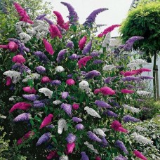 Buddleia Tricolour Butterfly Bush - 30-50cm (Incl. Pot)